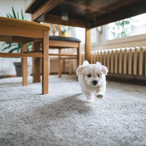 new-carpet-installation